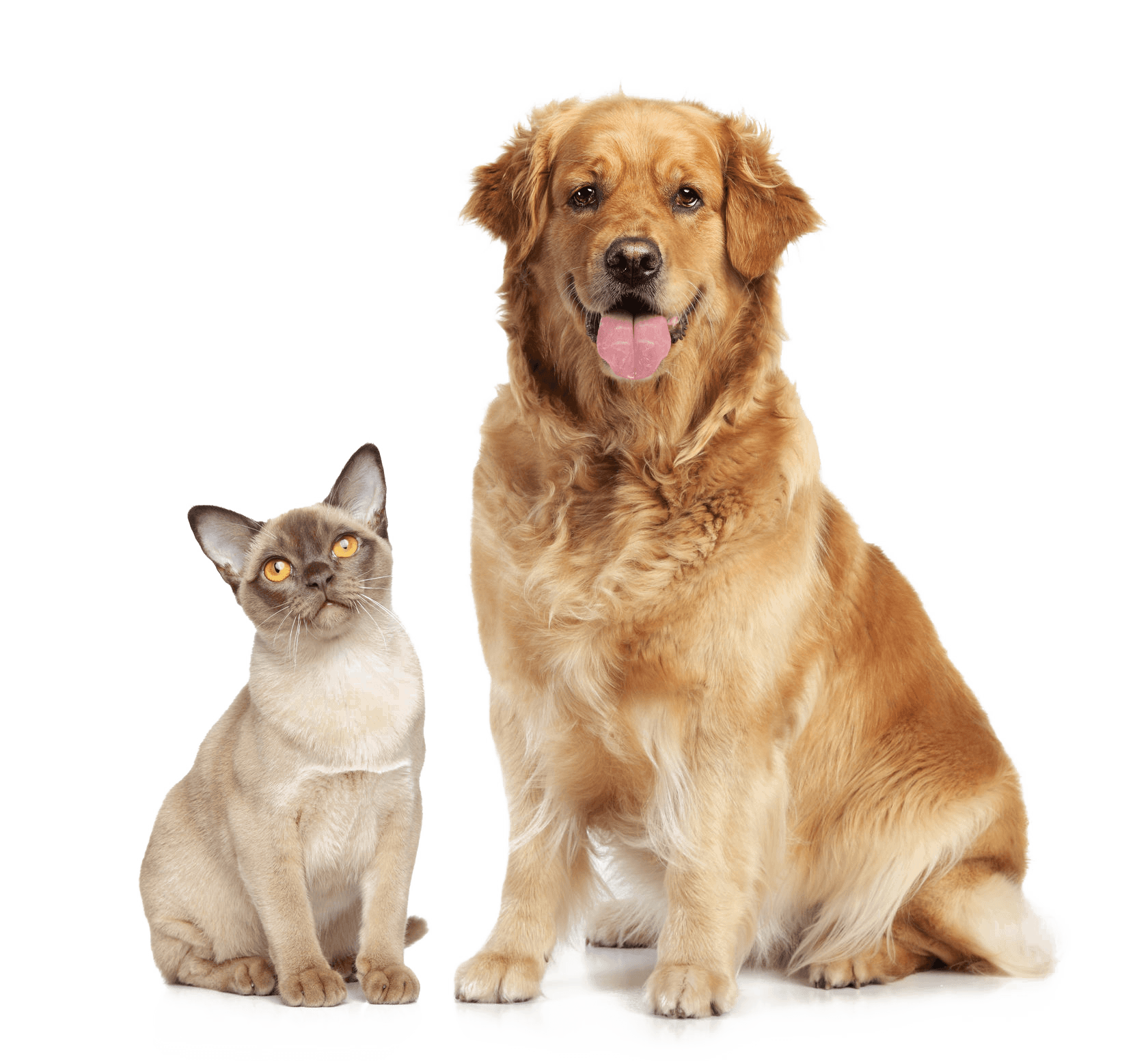 Ask 4 Pet Grooming pet grooming in The Meadows