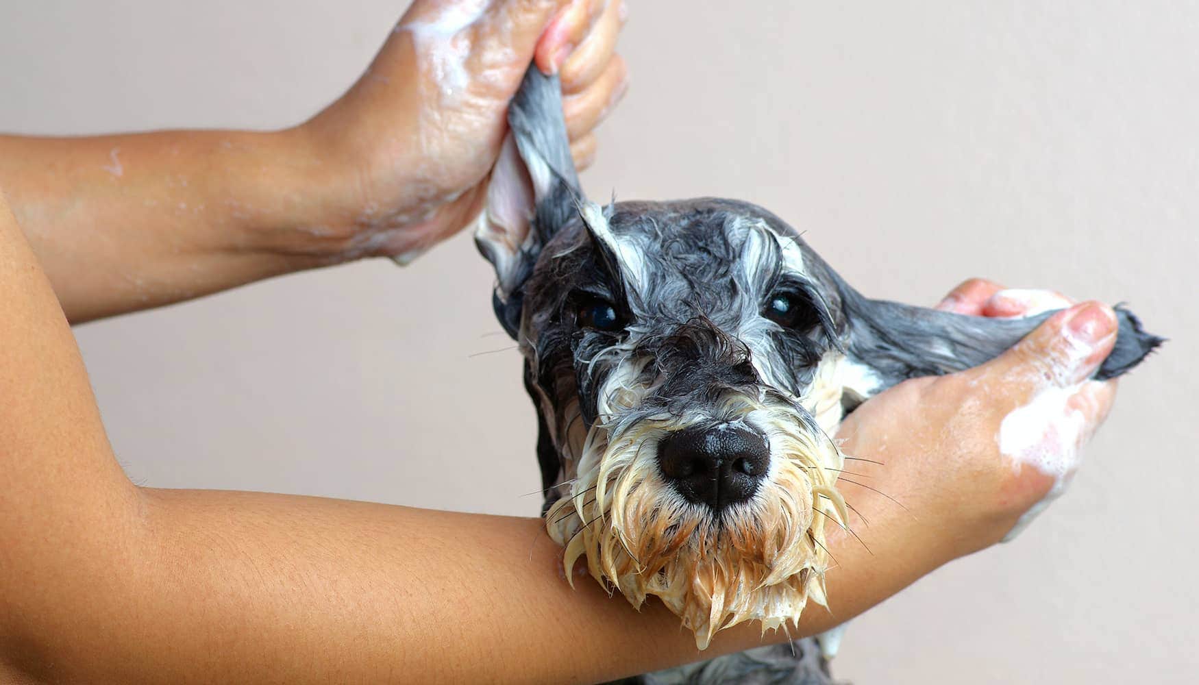 Boop Cat Grooming pet grooming in JBR
