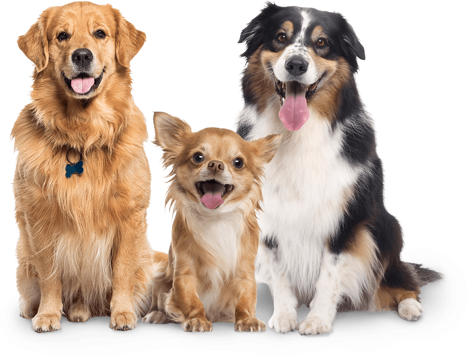 The Barking Lot | Business Bay pet grooming in Downtown Dubai