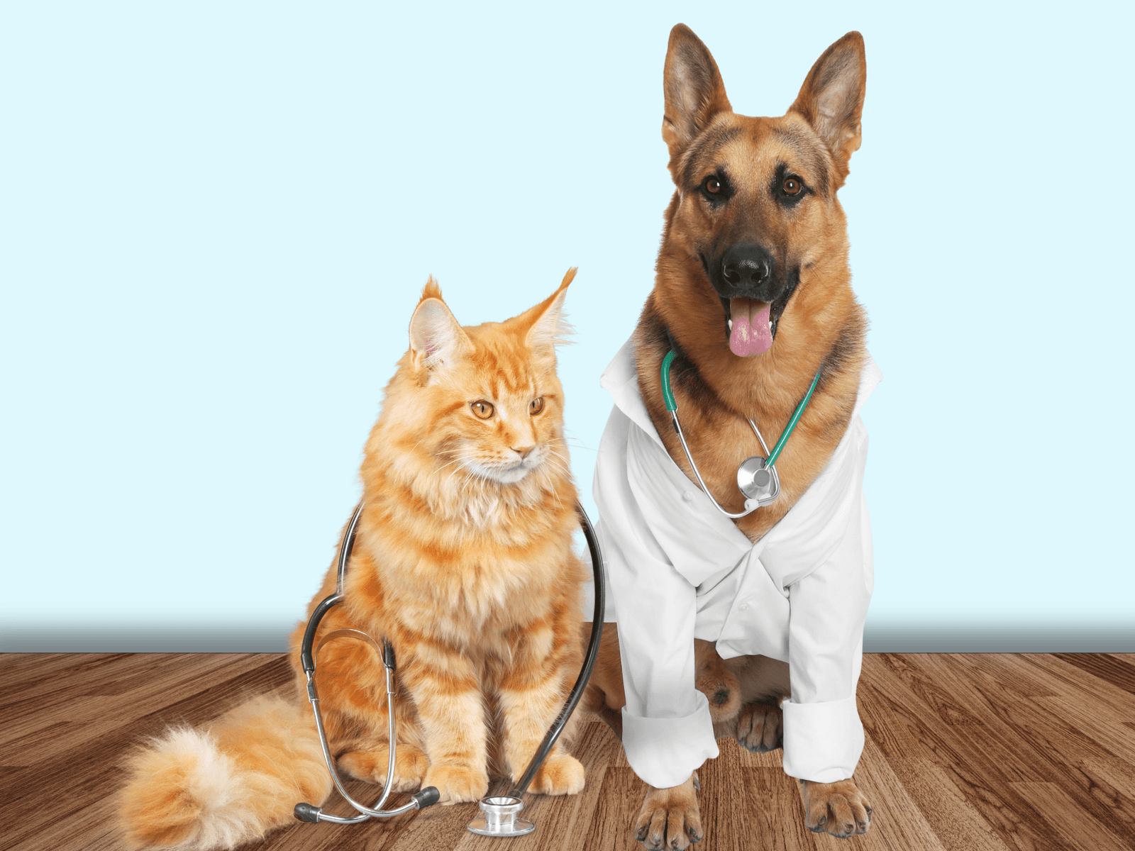 Prime Paws Veterinary Clinic LLC pet grooming in Business Bay