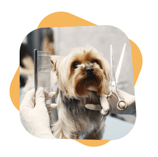Sahara FurTails L.L.C. - FZ pet grooming in Business Bay