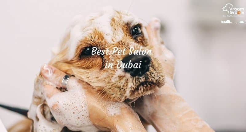 Vroom Groom pet grooming in DIFC
