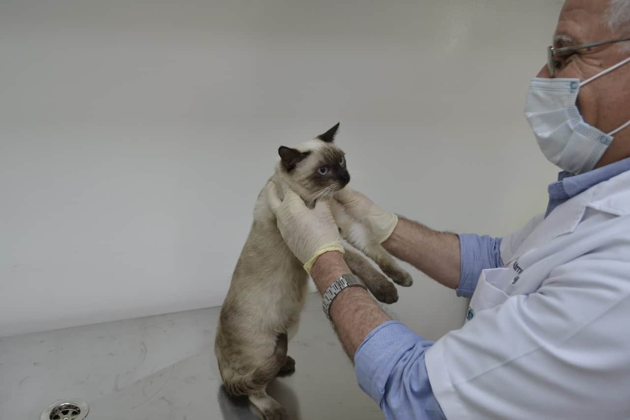 Al Hayat Vet Clinic - Cat Grooming pet grooming in Al Awir
