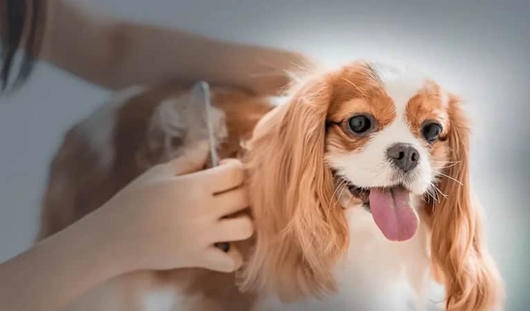 CUDDLES & BUBBLES DOMESTIC PETS GROOMING L.L.C pet grooming in Al Barsha