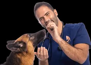 Modern Vet JLT pet grooming in JLT