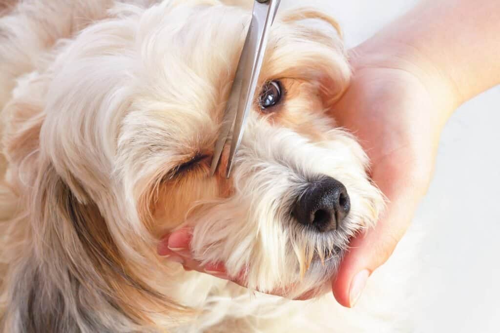 Pet Groomers Dubai pet grooming in Arjan