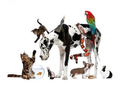 Petholicks pet grooming in Arabian Ranches